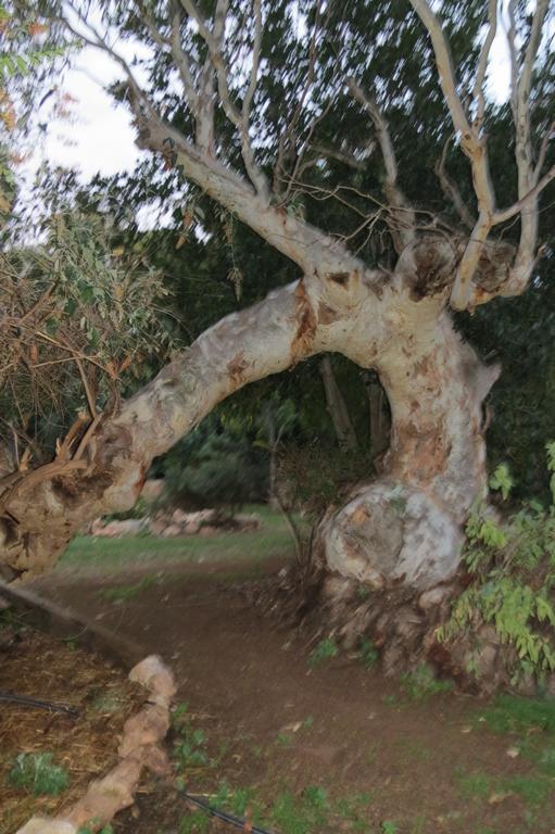 Bentwood Olive Grove Accommodation Greenough Quarto foto